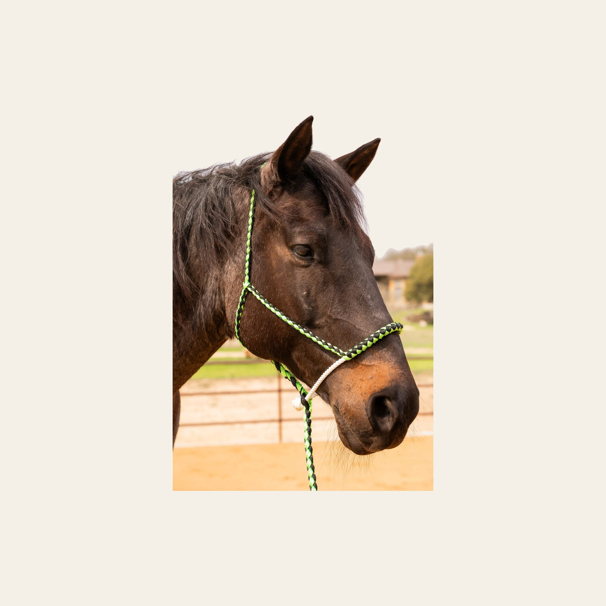 Green and Black Lariat Noseband Mule Tape Halter on a warm cream background