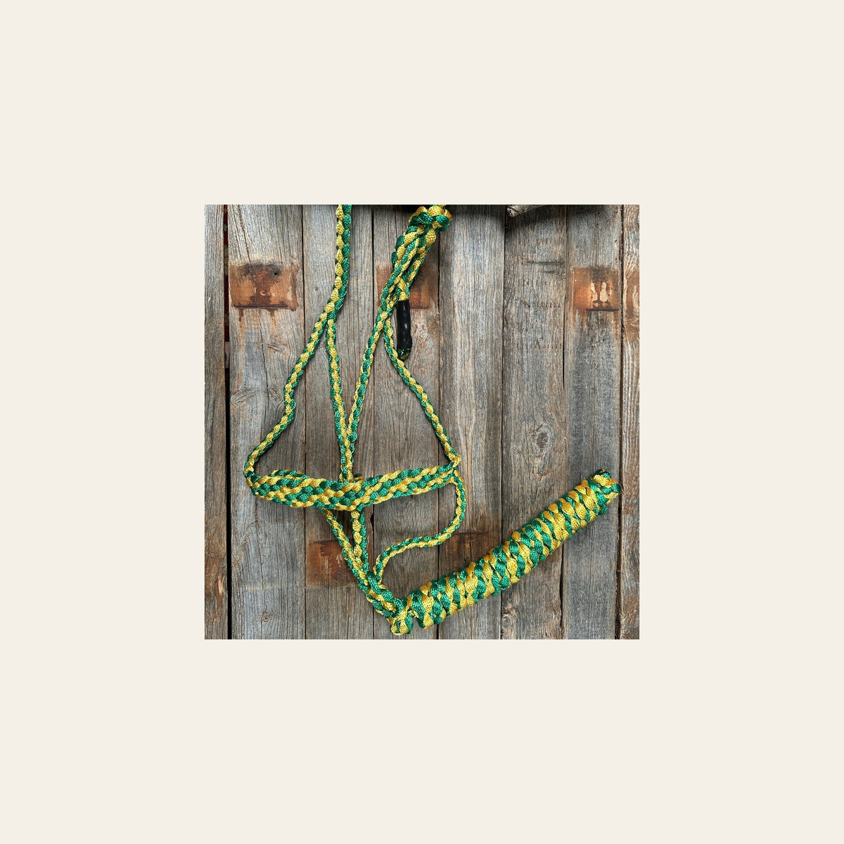 Green and Gold Mule Tape Halter on a warm cream background