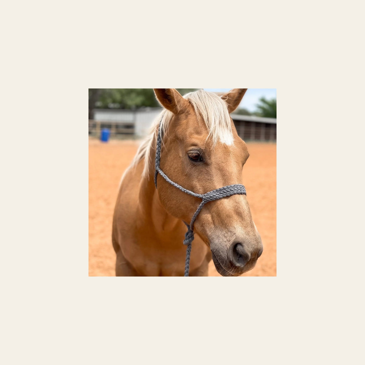 Grey Mule Tape Halter on a warm cream background