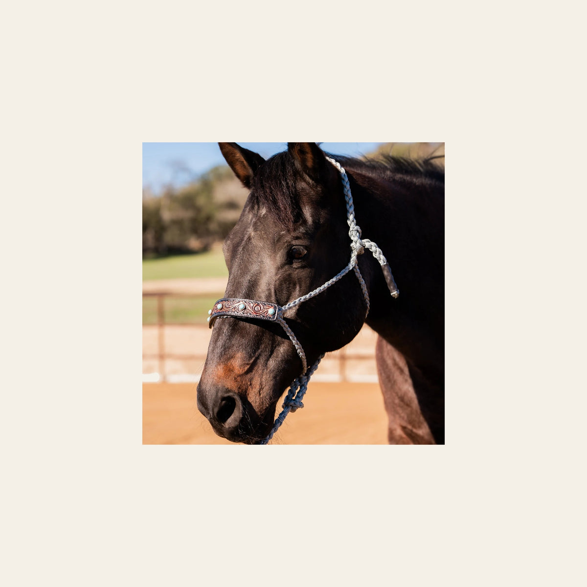 Grey Mule Tape Halter -Turquoise Cabochon #MT232 on a warm cream background