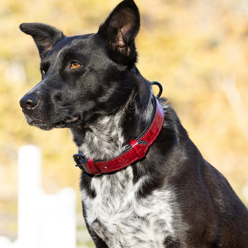 Halter Ego® Breanna Red Croc Leather Dog Collar by Halter Ego® - product image 4
