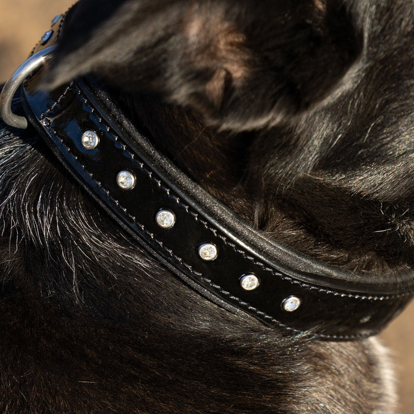 Halter Ego® Black Patent Celebrity Dog Collar by Halter Ego® - product image 2