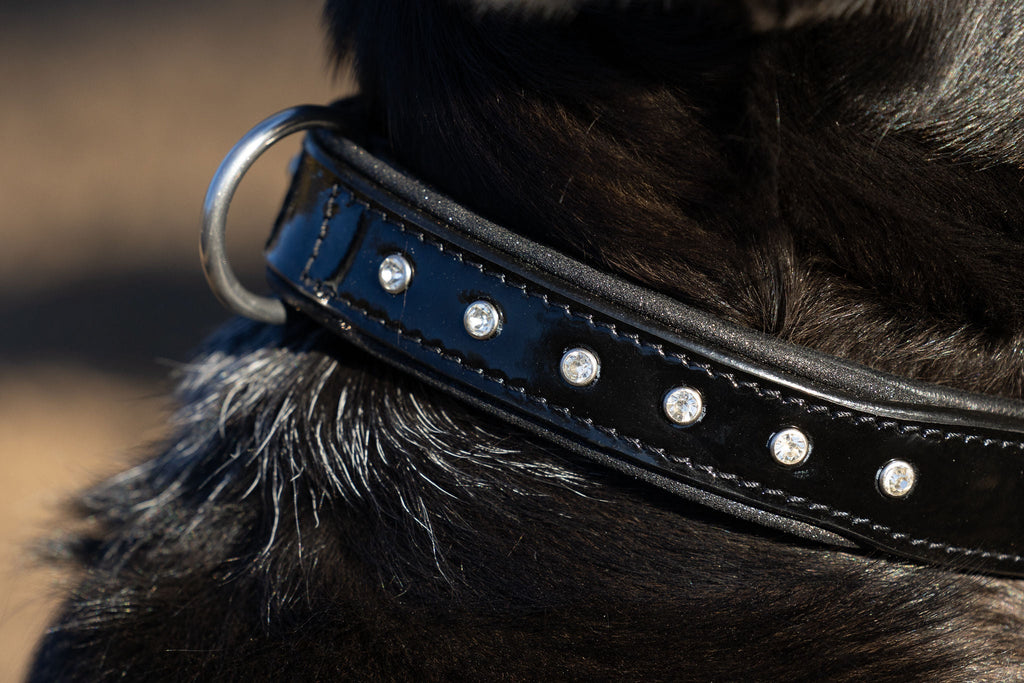Halter Ego® Black Patent Celebrity Dog Collar by Halter Ego® - product image 3