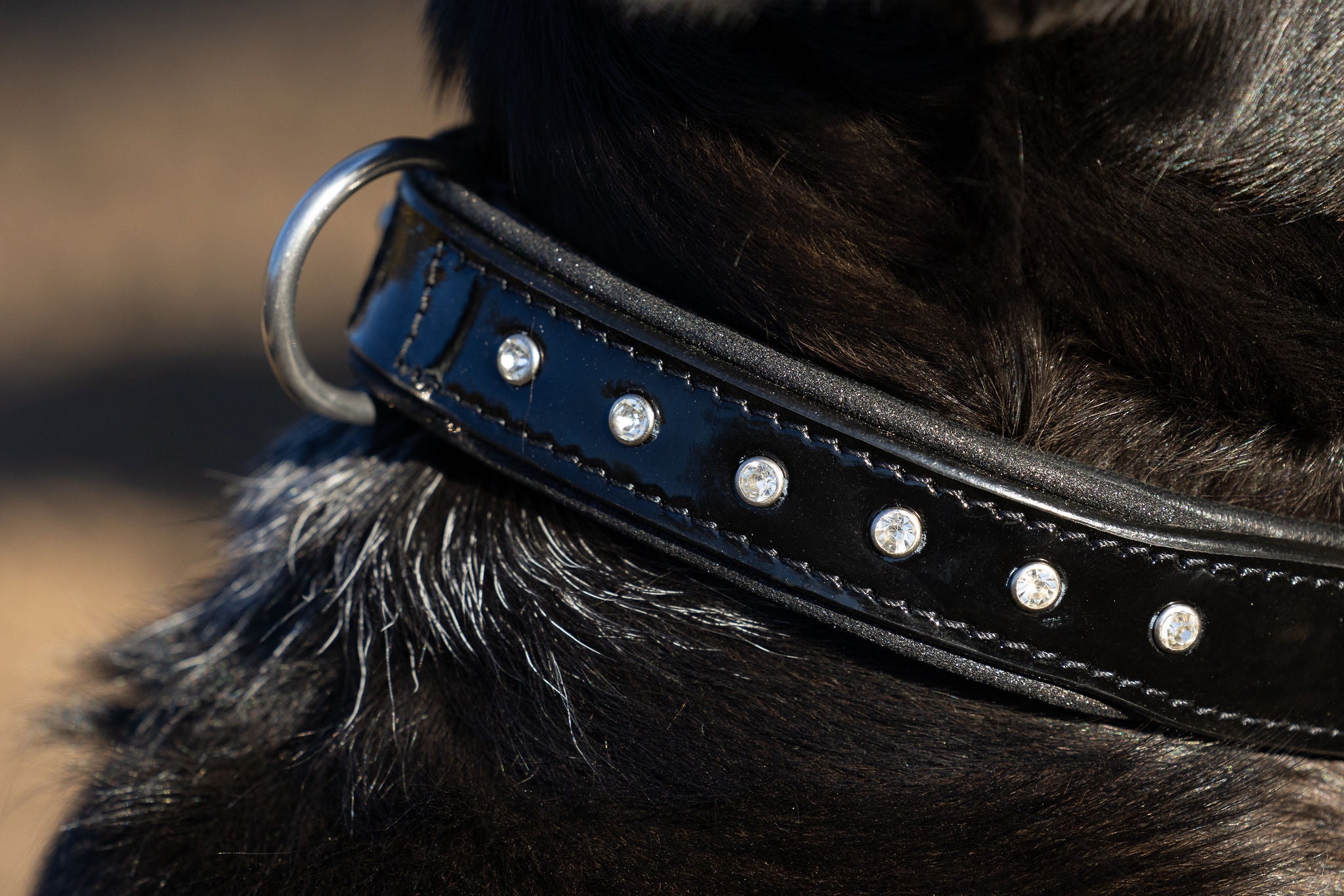 Halter Ego® Black Patent Celebrity Dog Collar by Halter Ego® - product image 3