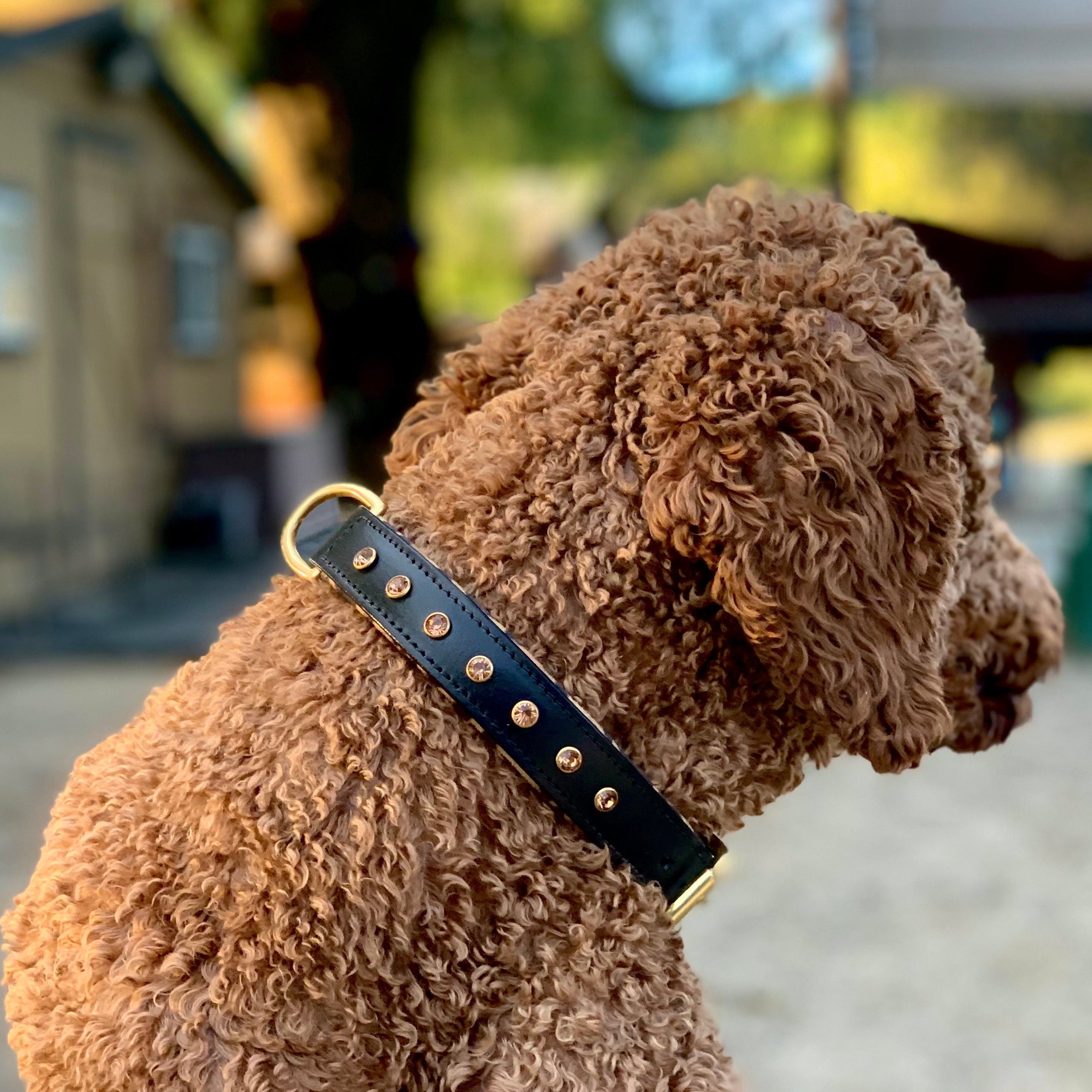 Halter Ego® Black Leather Safari Dog Collar by Halter Ego® - product image 2