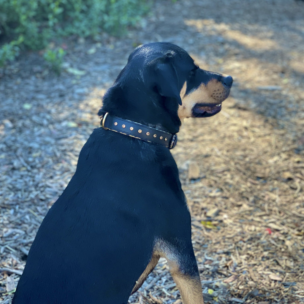 Halter Ego® Black Leather Safari Dog Collar by Halter Ego® - product image 5