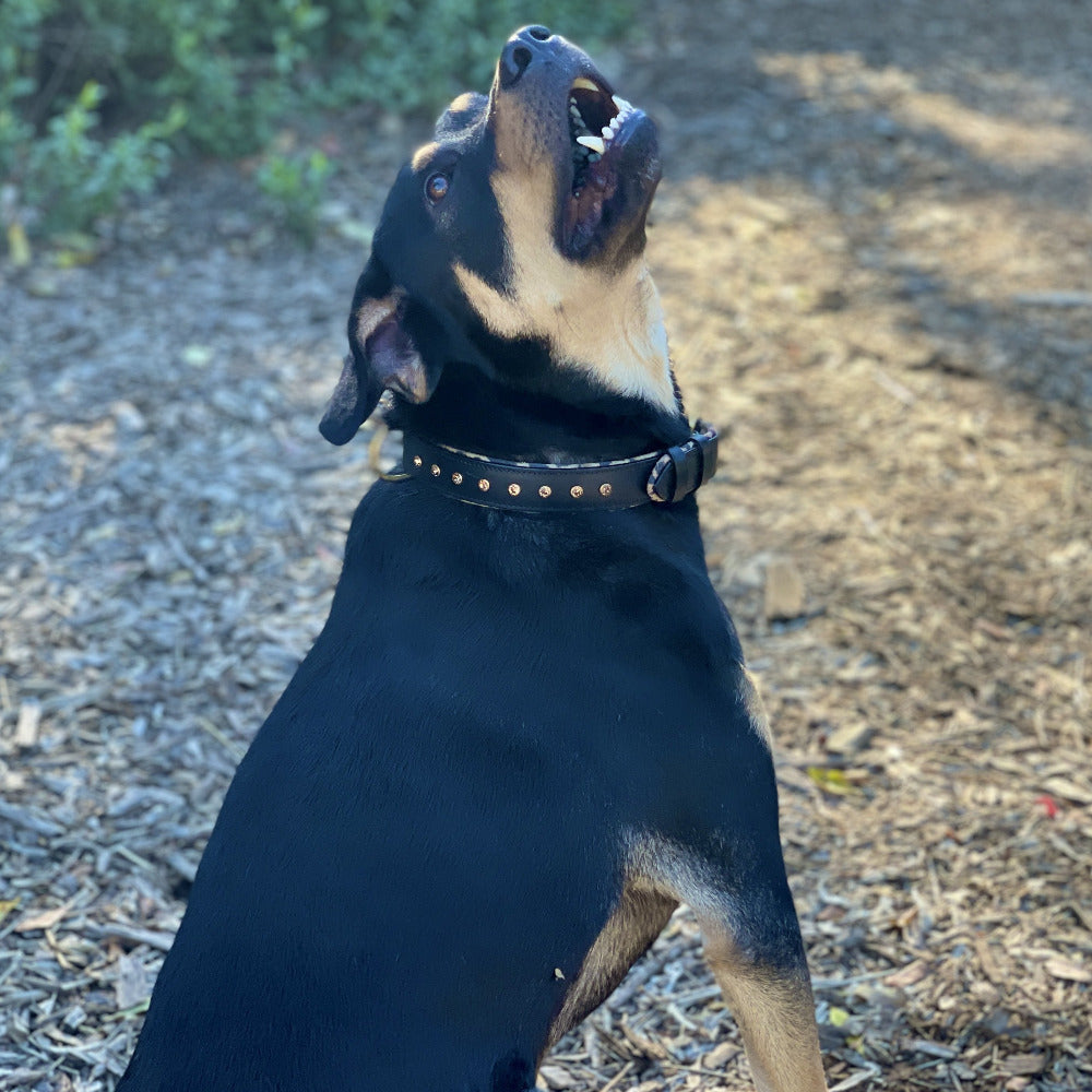 Halter Ego® Black Leather Safari Dog Collar by Halter Ego® - product image 7