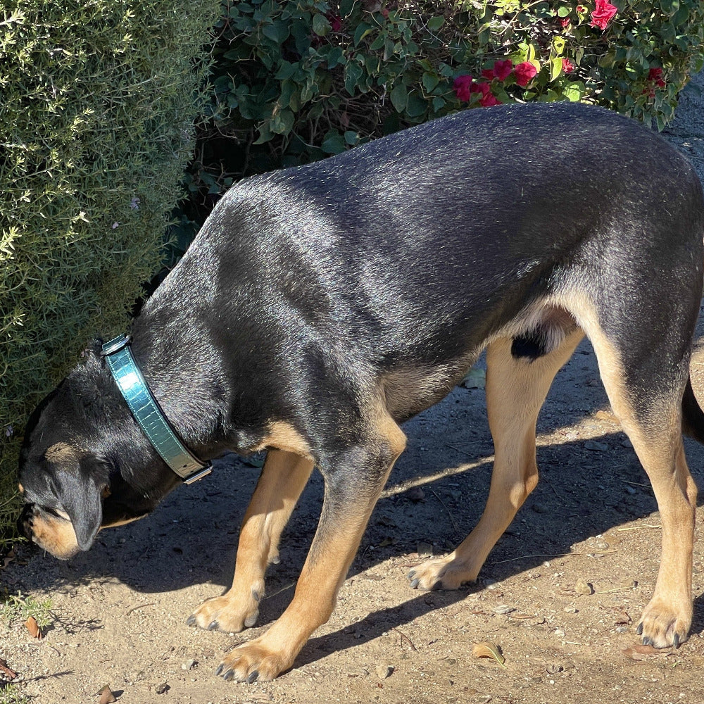 Halter Ego® Metallic Teal Croc Leather Dog Collar by Halter Ego® - product image 4