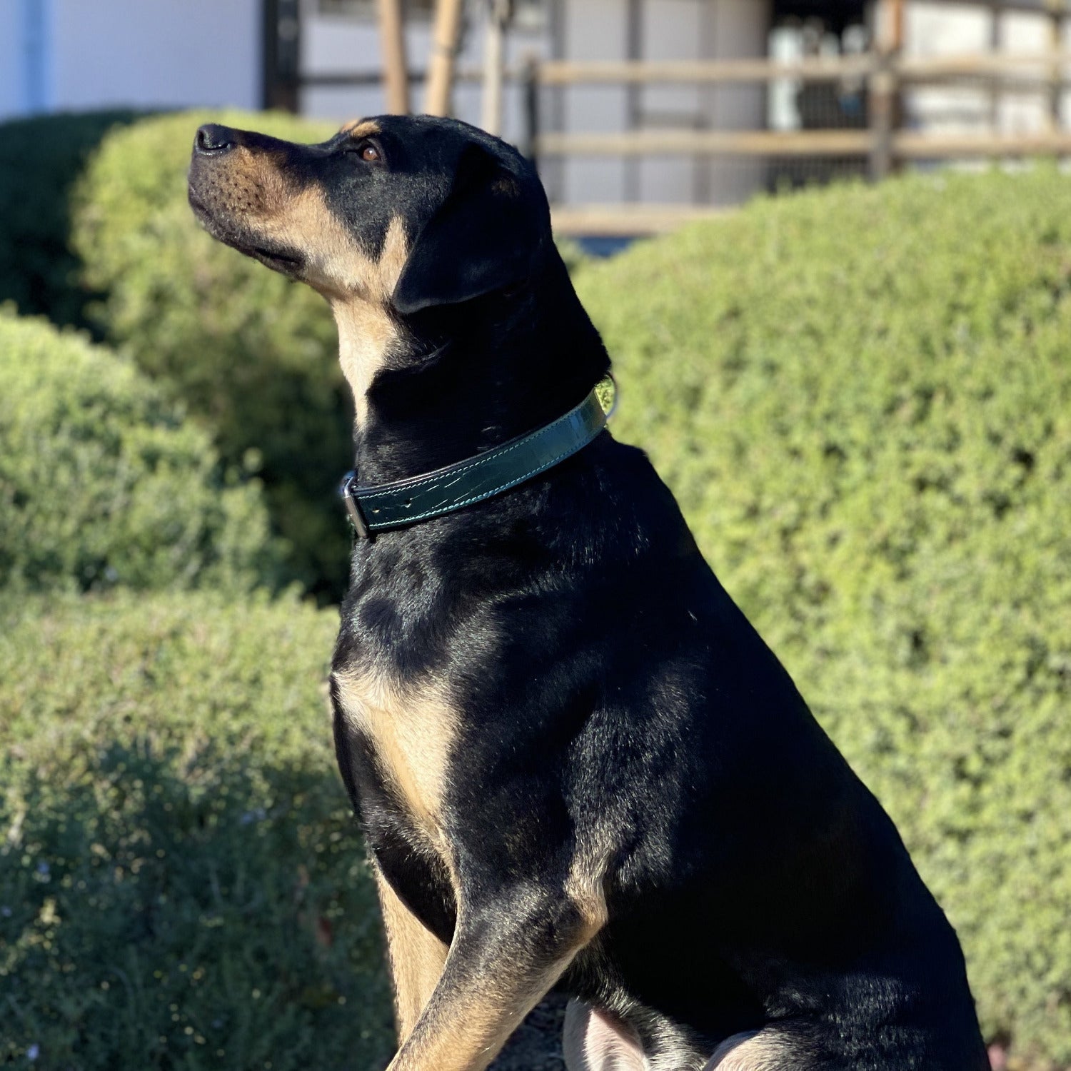 Halter Ego® Metallic Teal Croc Leather Dog Collar by Halter Ego® - product image 2