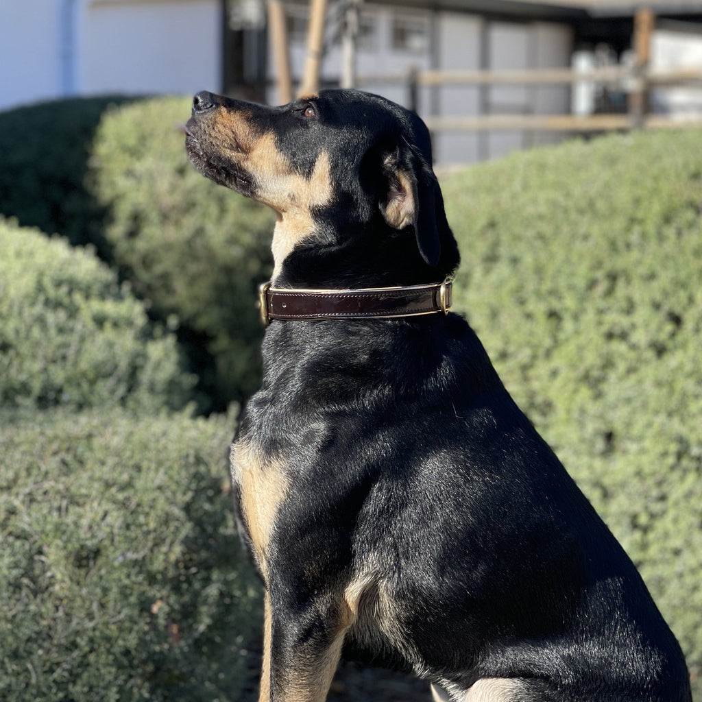 Halter Ego® Brown Patent Florence Dog Collar by Halter Ego® - product image 4