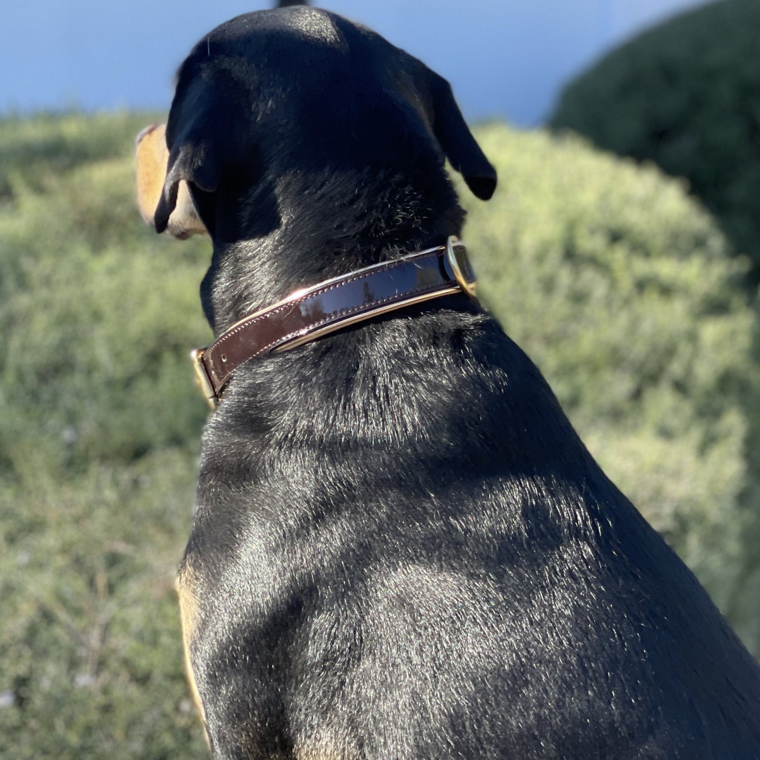 Halter Ego® Brown Patent Florence Dog Collar by Halter Ego® - product image 3