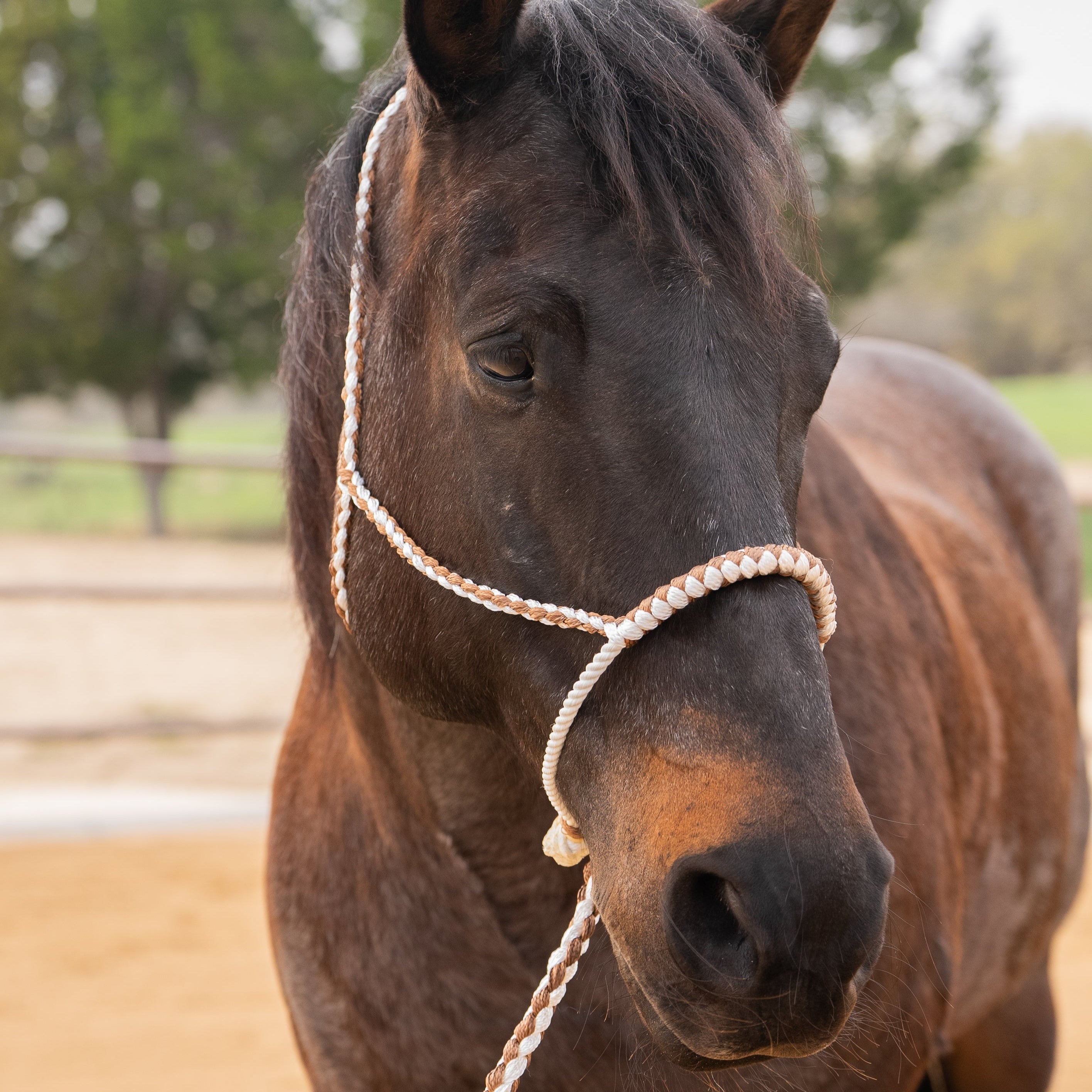 Lariat Mule Tape Halters - Assorted Double Colors- — view 4