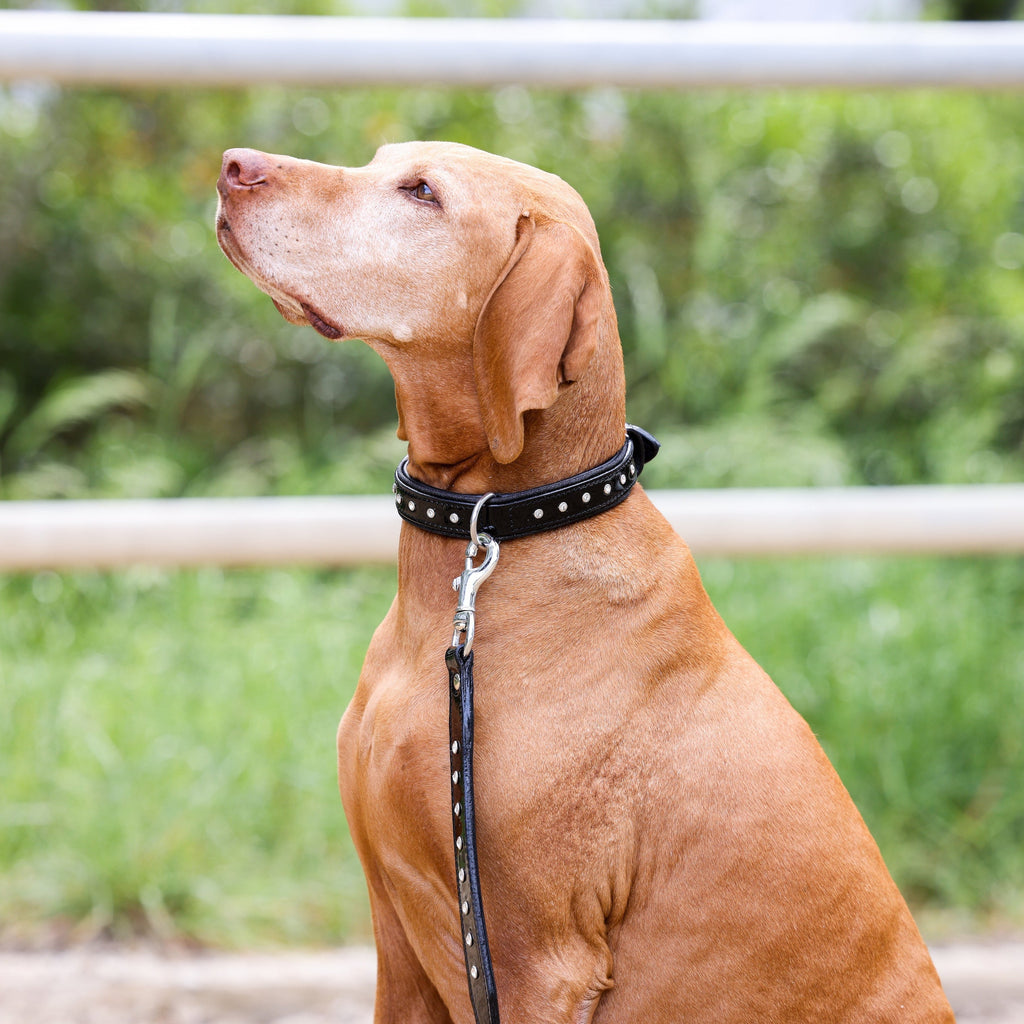 Halter Ego® Celebrity Black Patent Dog Leash by Halter Ego® - product image 2