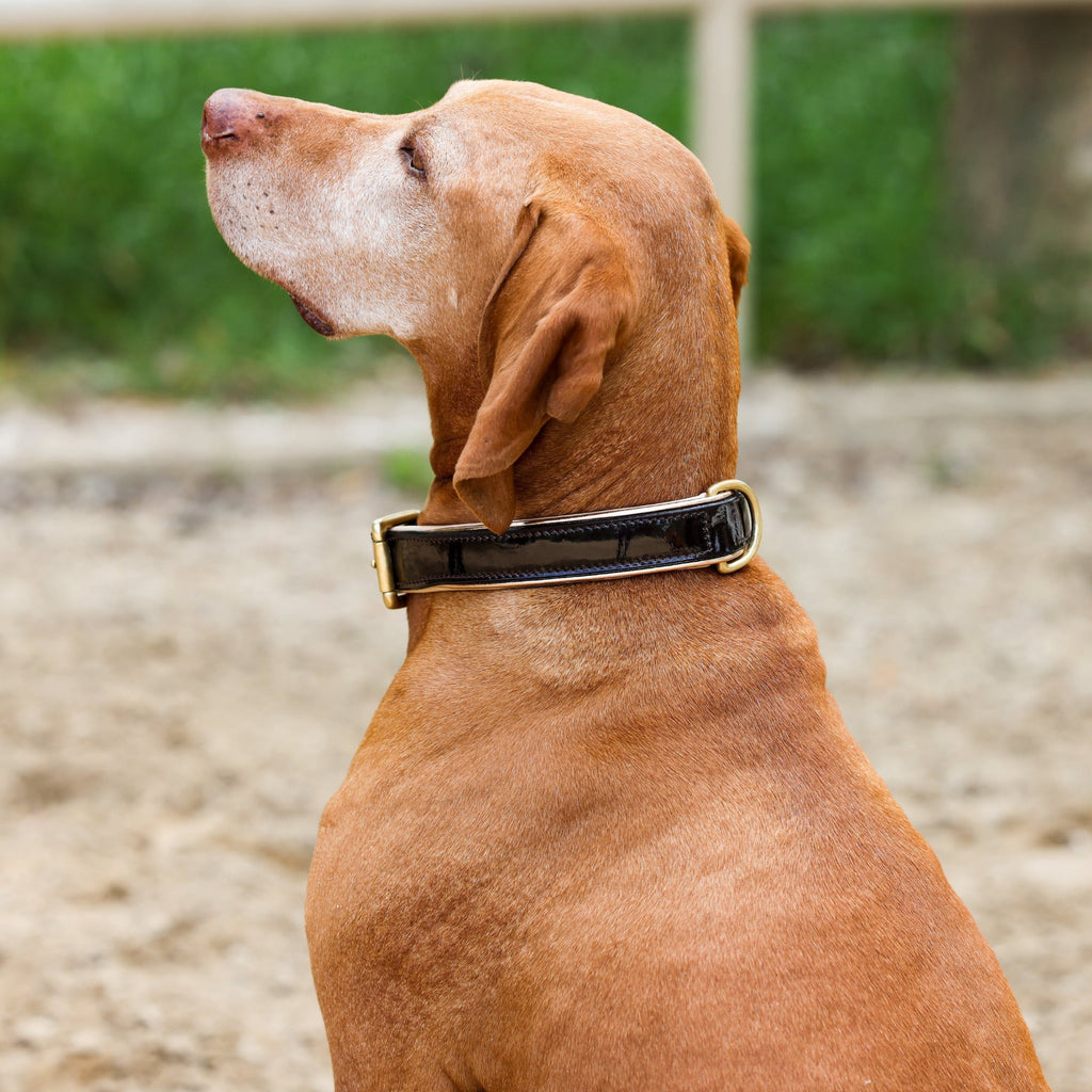 Halter Ego® Brown Patent Florence Dog Leash by Halter Ego® - product image 2