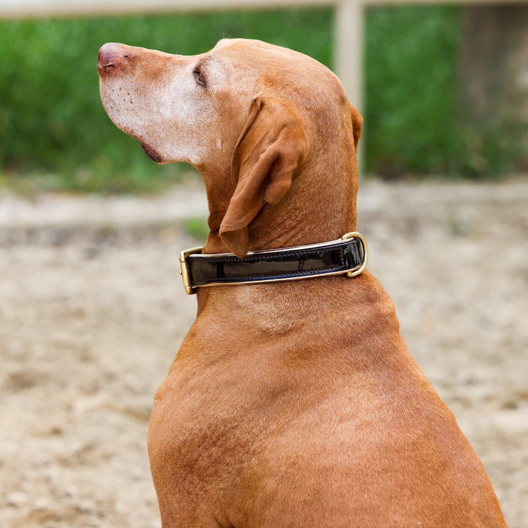 Halter Ego® Brown Patent Florence Dog Leash by Halter Ego® - product image 2