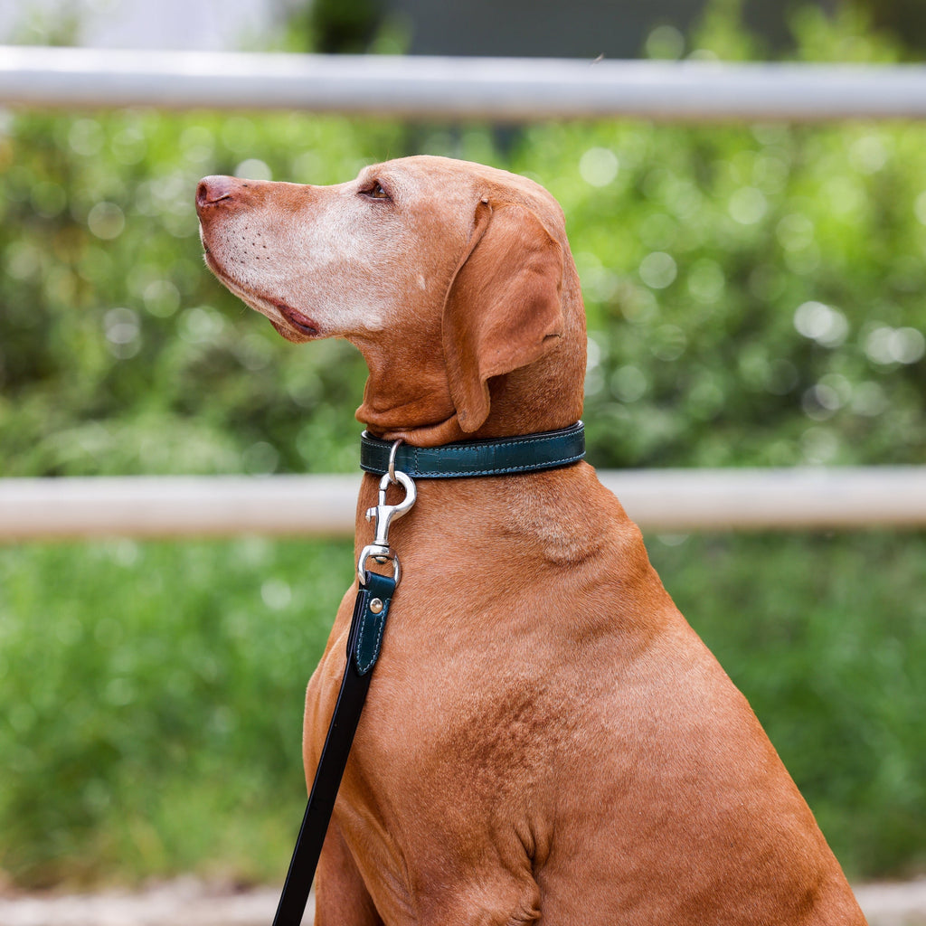 Halter Ego® Metallic Teal Dog Leash by Halter Ego® - product image 2