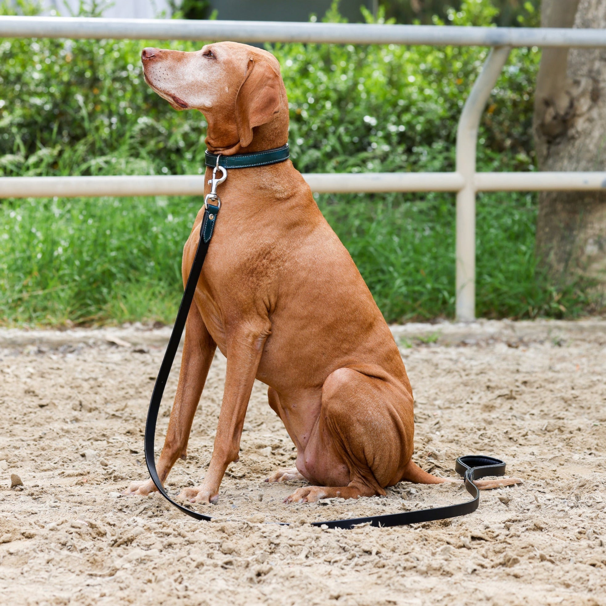 Halter Ego® Metallic Teal Dog Leash by Halter Ego® - product image 3