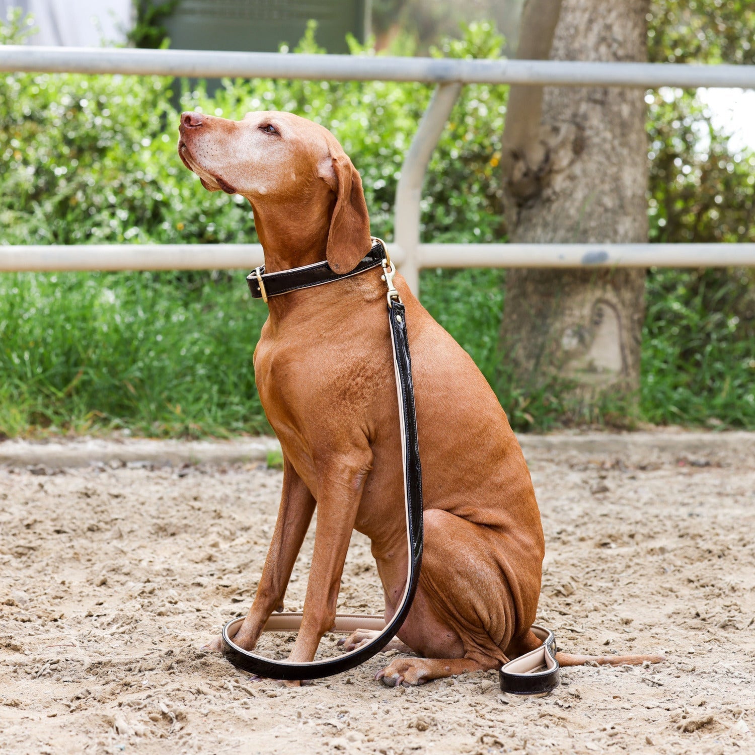 Halter Ego® Brown Patent Florence Dog Collar by Halter Ego®