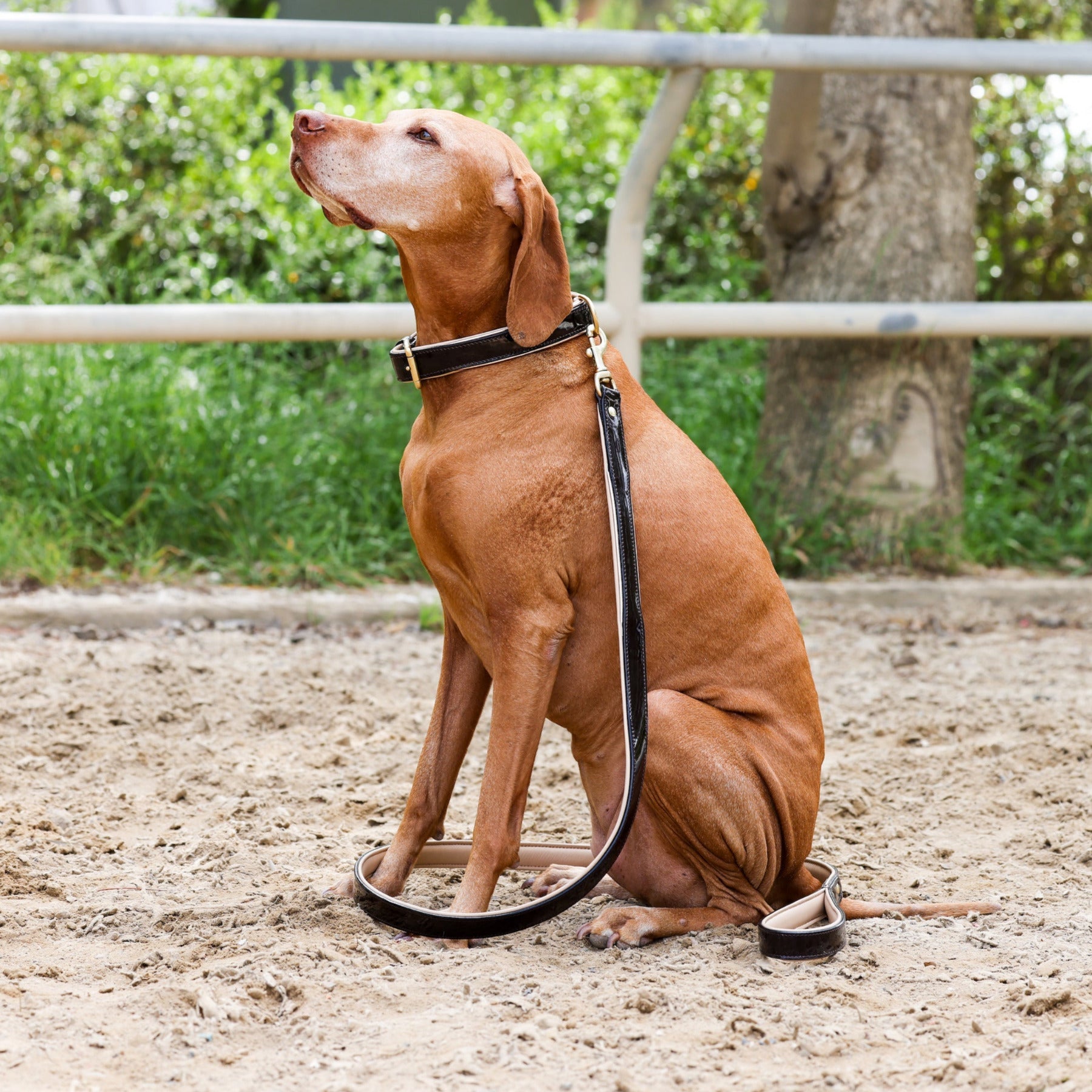 Halter Ego® Brown Patent Florence Dog Leash by Halter Ego®