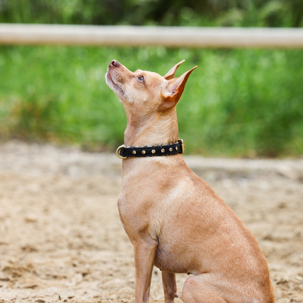 Halter Ego® Black Leather Safari Dog Collar by Halter Ego® - product image 3