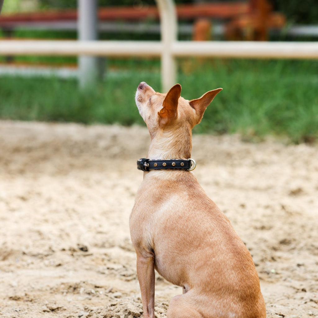 Halter Ego® Black Leather Safari Dog Collar by Halter Ego® - product image 4