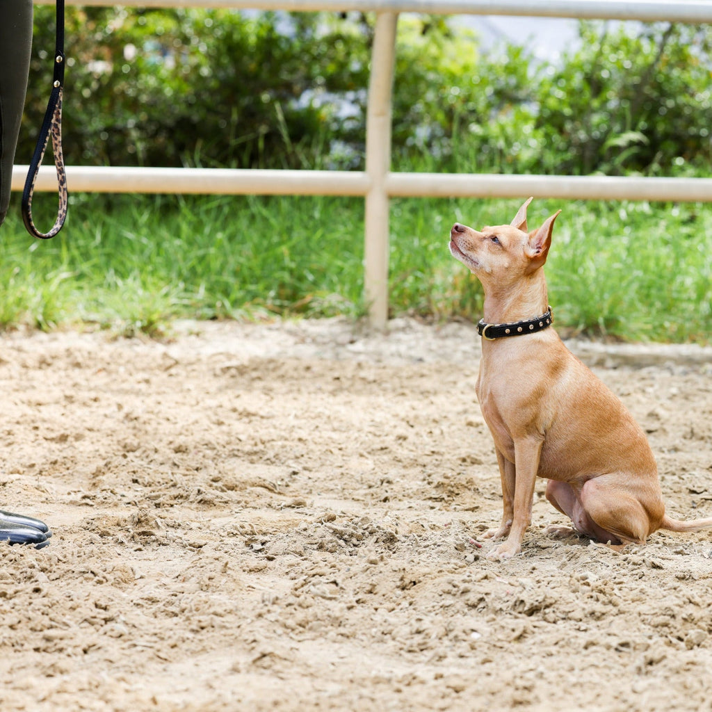 Halter Ego® Black Leather Safari Dog Leash by Halter Ego® - product image 2