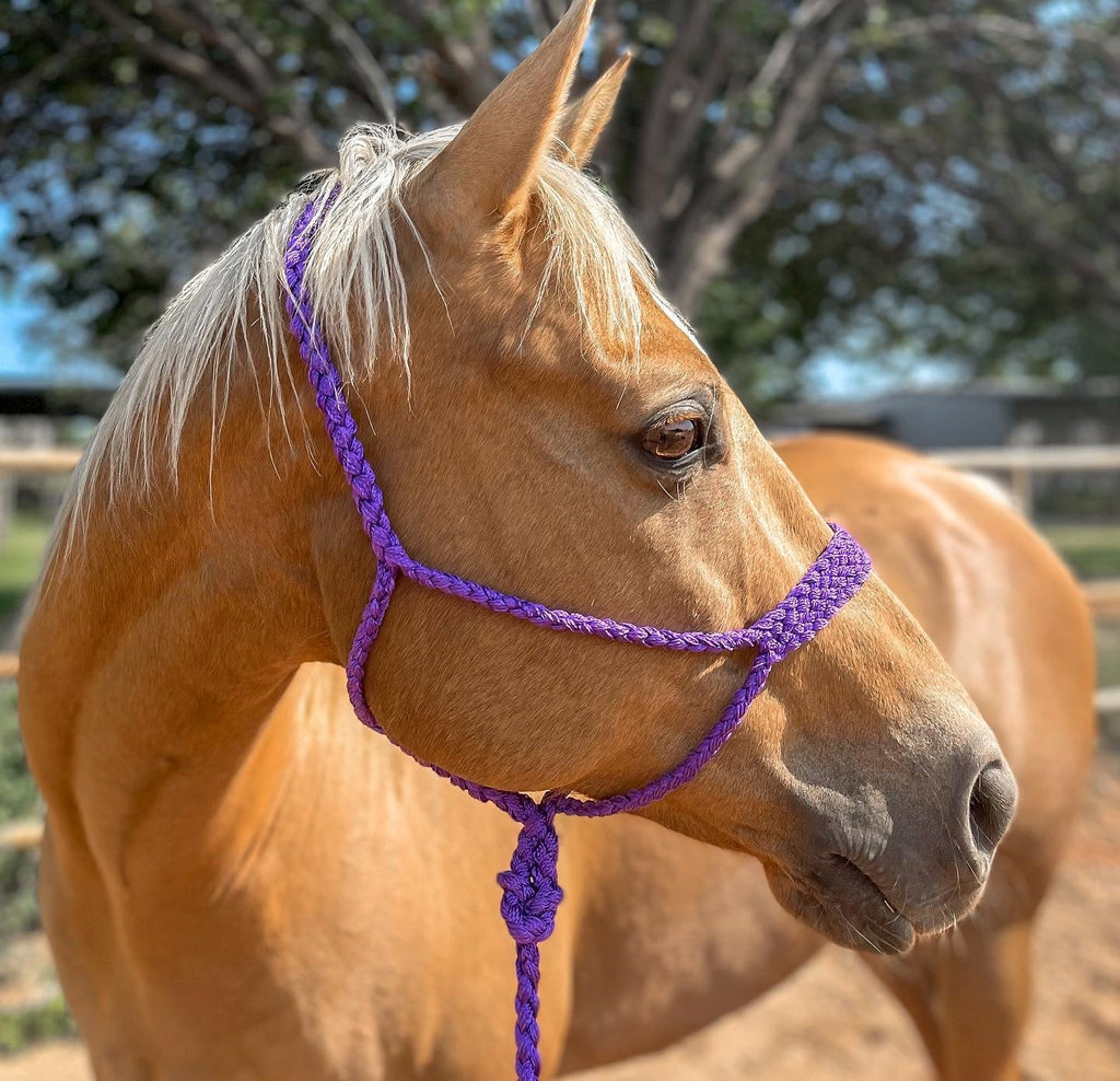 Mule Tape Halters - Assorted Colors- — view 4