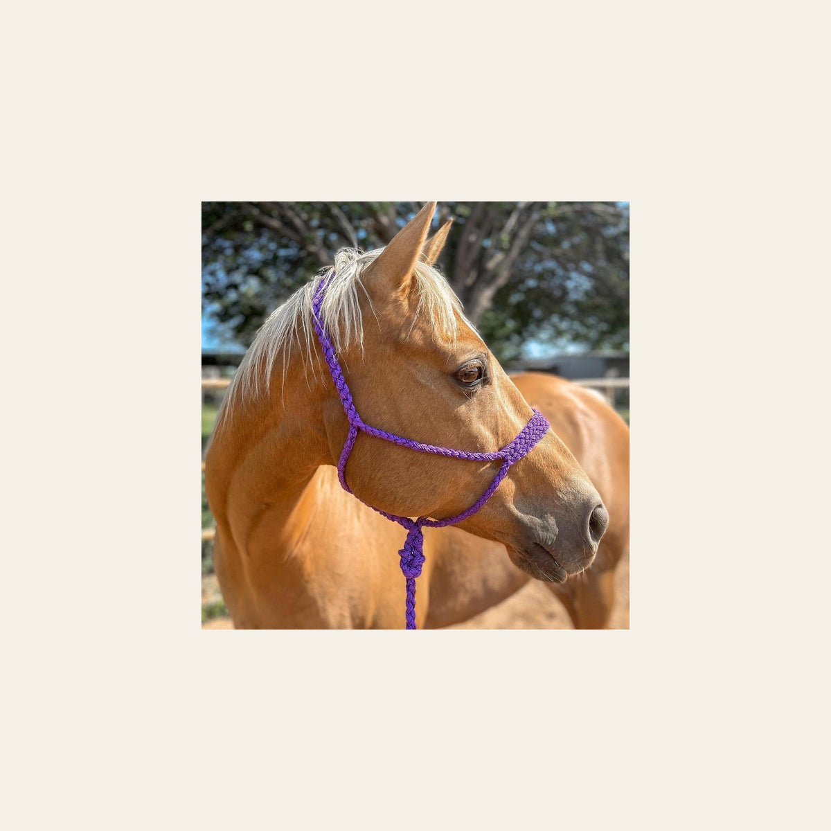 Purple Mule Tape Halter on a warm cream background