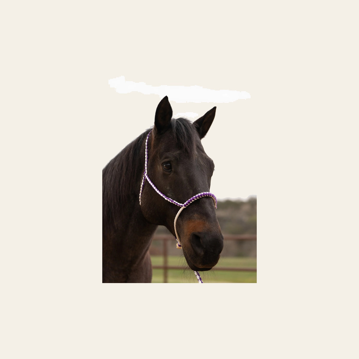 Purple and White Lariat Noseband Mule Tape Halter on a warm cream background
