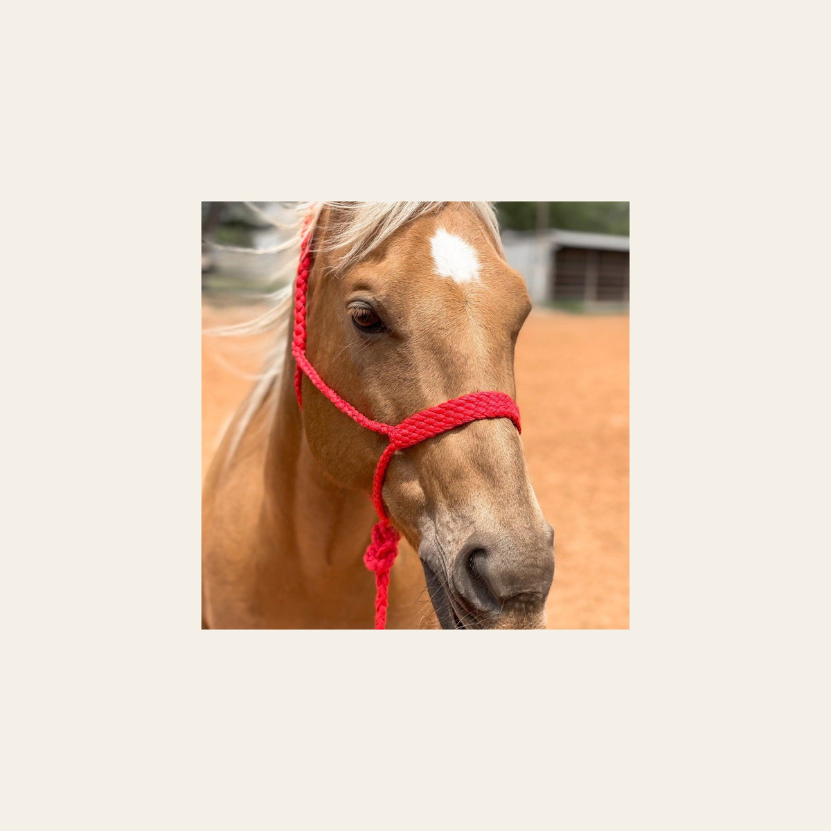 Red Mule Tape Halter on a warm cream background