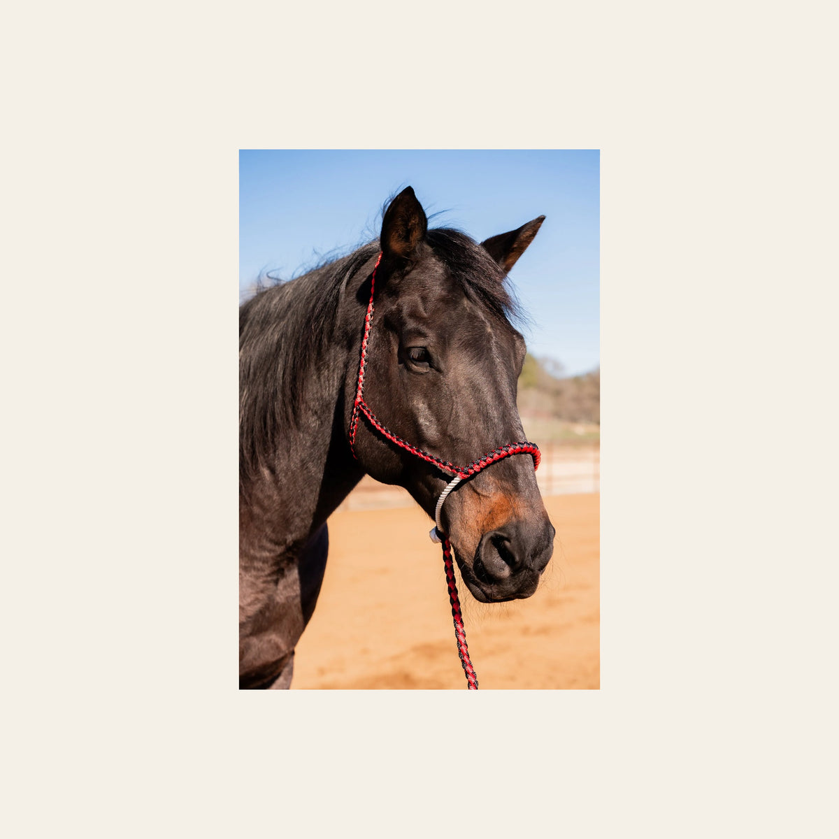 Red and Black Lariat Noseband Mule Tape Halter on a warm cream background