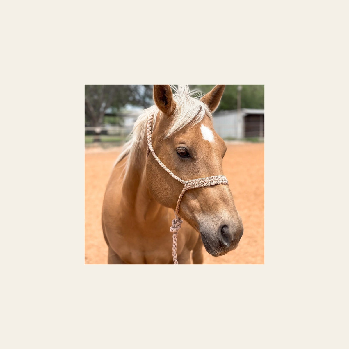 Tan Mule Tape Halter on a warm cream background