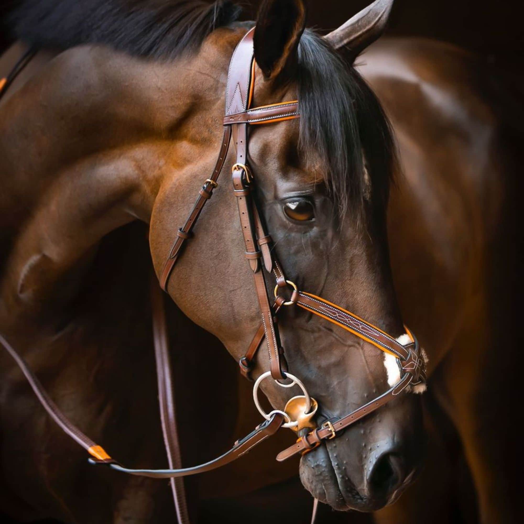 ExionPro 'Vela' Figure 8 Jumping Bridle with Reins by Bridles & Reins - alternate view 9