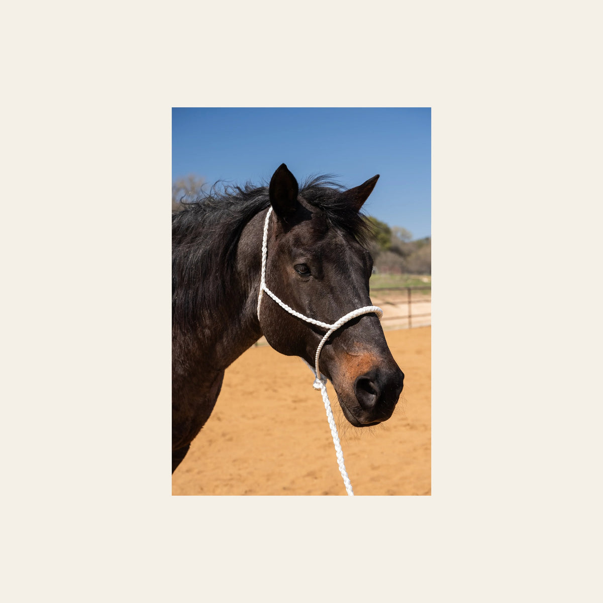 White Lariat Noseband Mule Tape Halter on a warm cream background