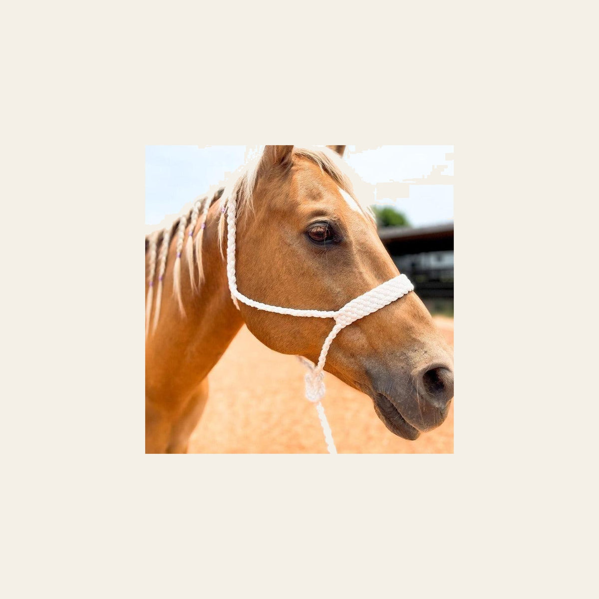 White Mule Tape Halter on a warm cream background