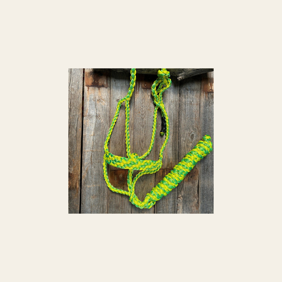 Yellow and Lime Mule Tape Halter on a warm cream background