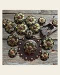 Black & Gold Sunflower Western Concho W125 on a warm cream background