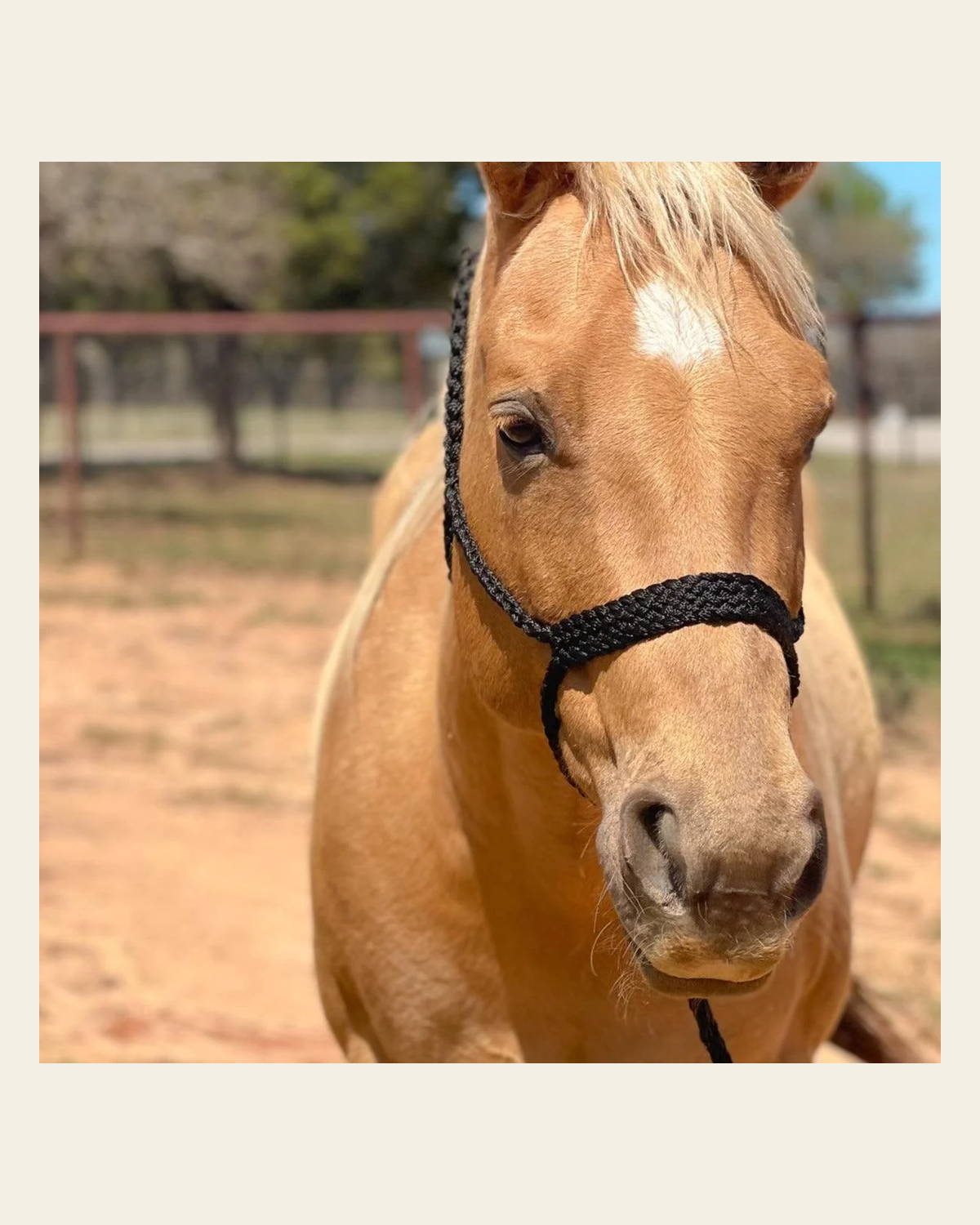 Black Mule Tape Halter on a warm cream background