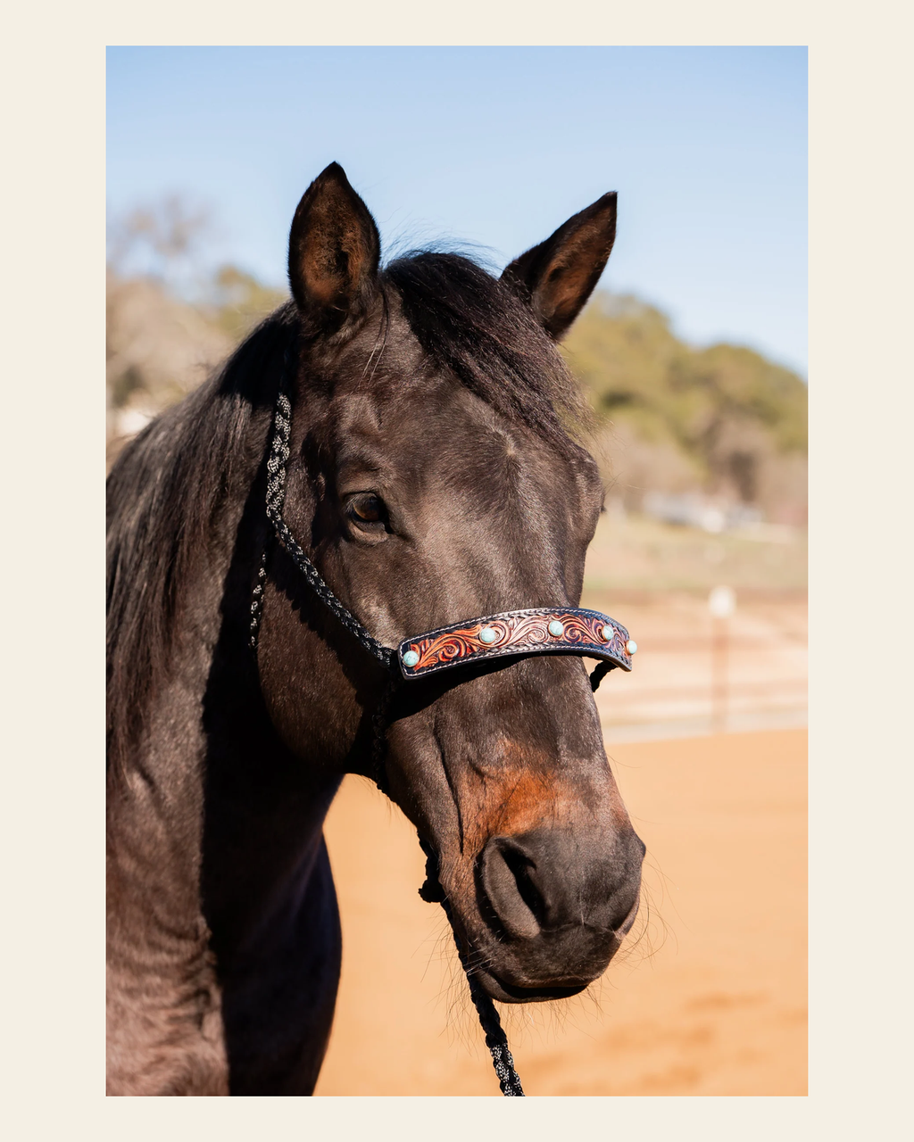 Black Mule Tape Halter -Turquoise Cabochon #MT226 on a warm cream background