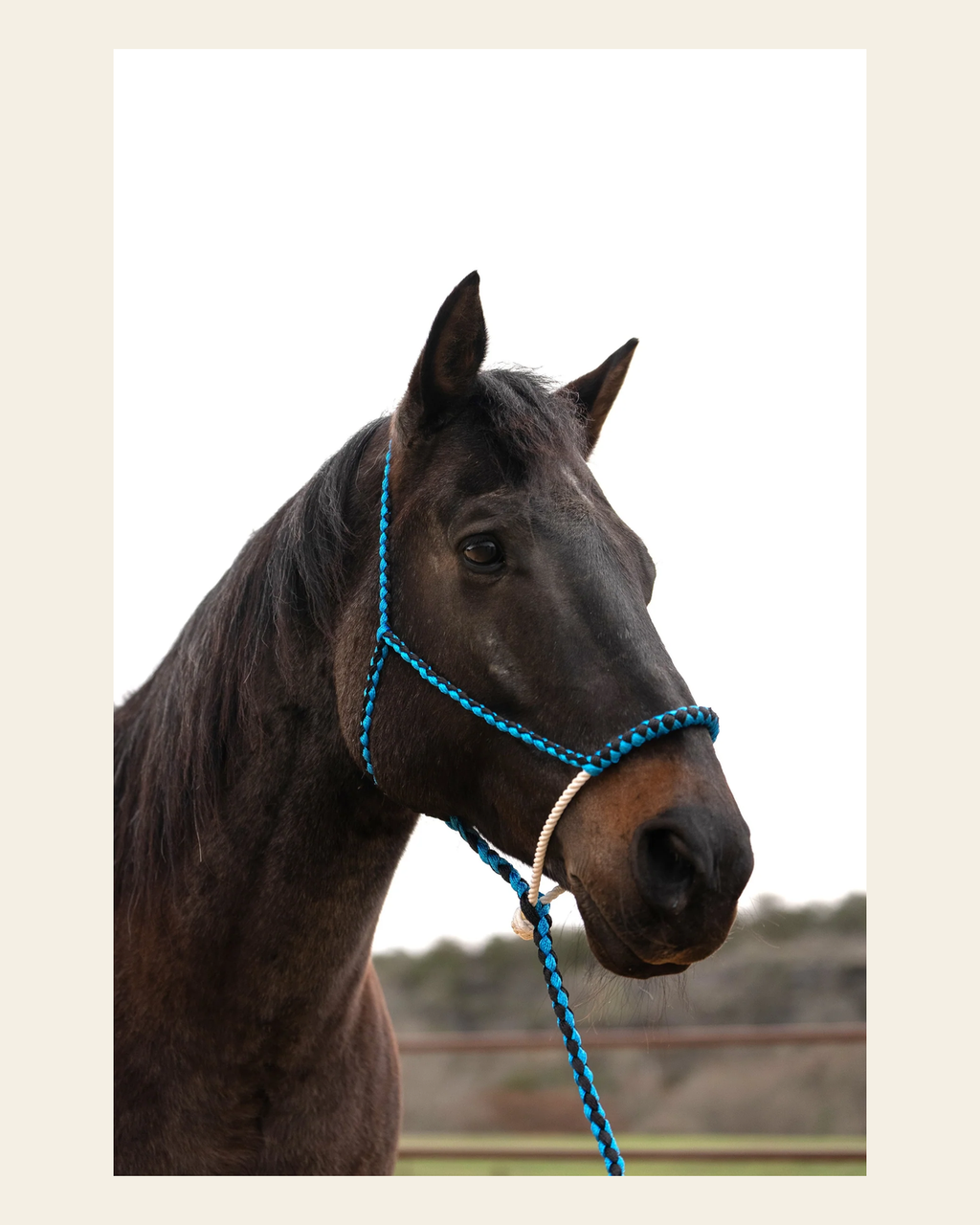 Blue and Black Lariat Noseband Mule Tape Halter on a warm cream background
