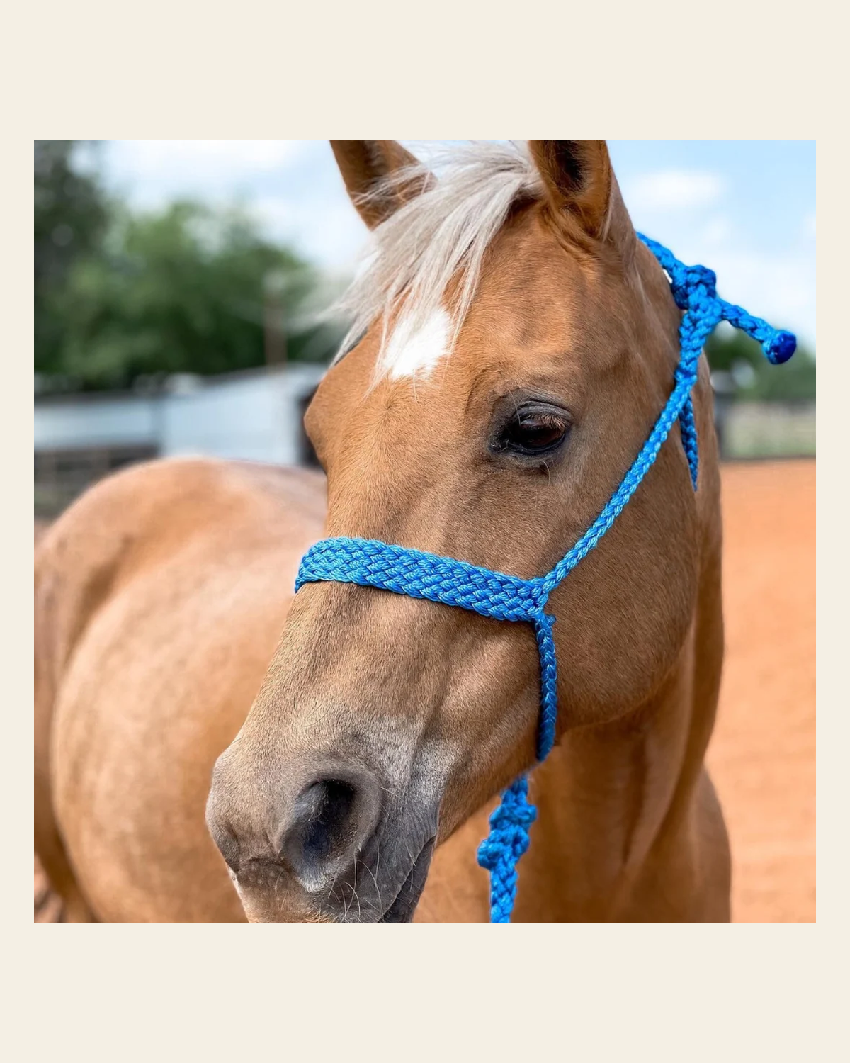Blue Mule Tape Halter on a warm cream background