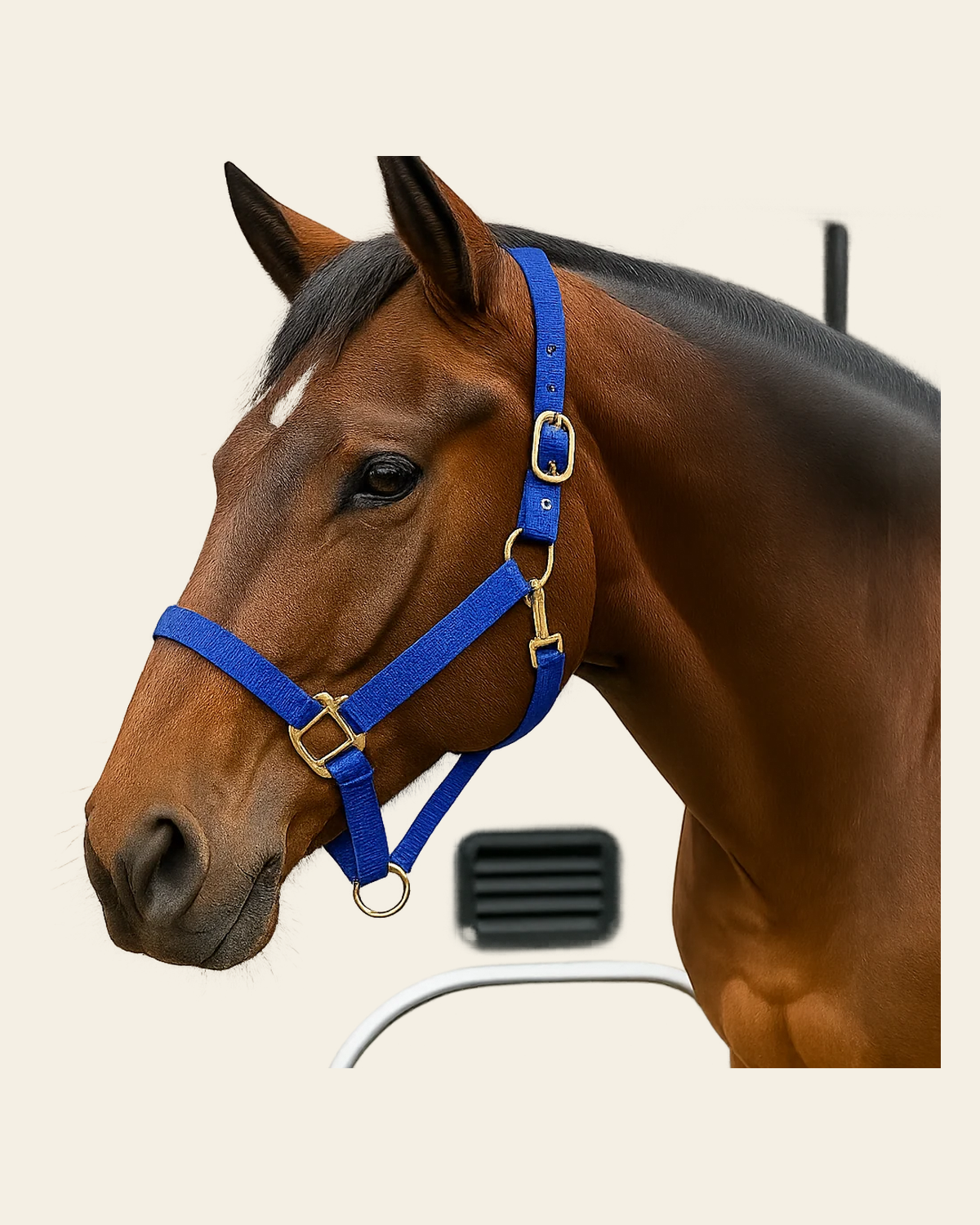 Blue Nylon Horse Halter NHBLUE on a warm cream background