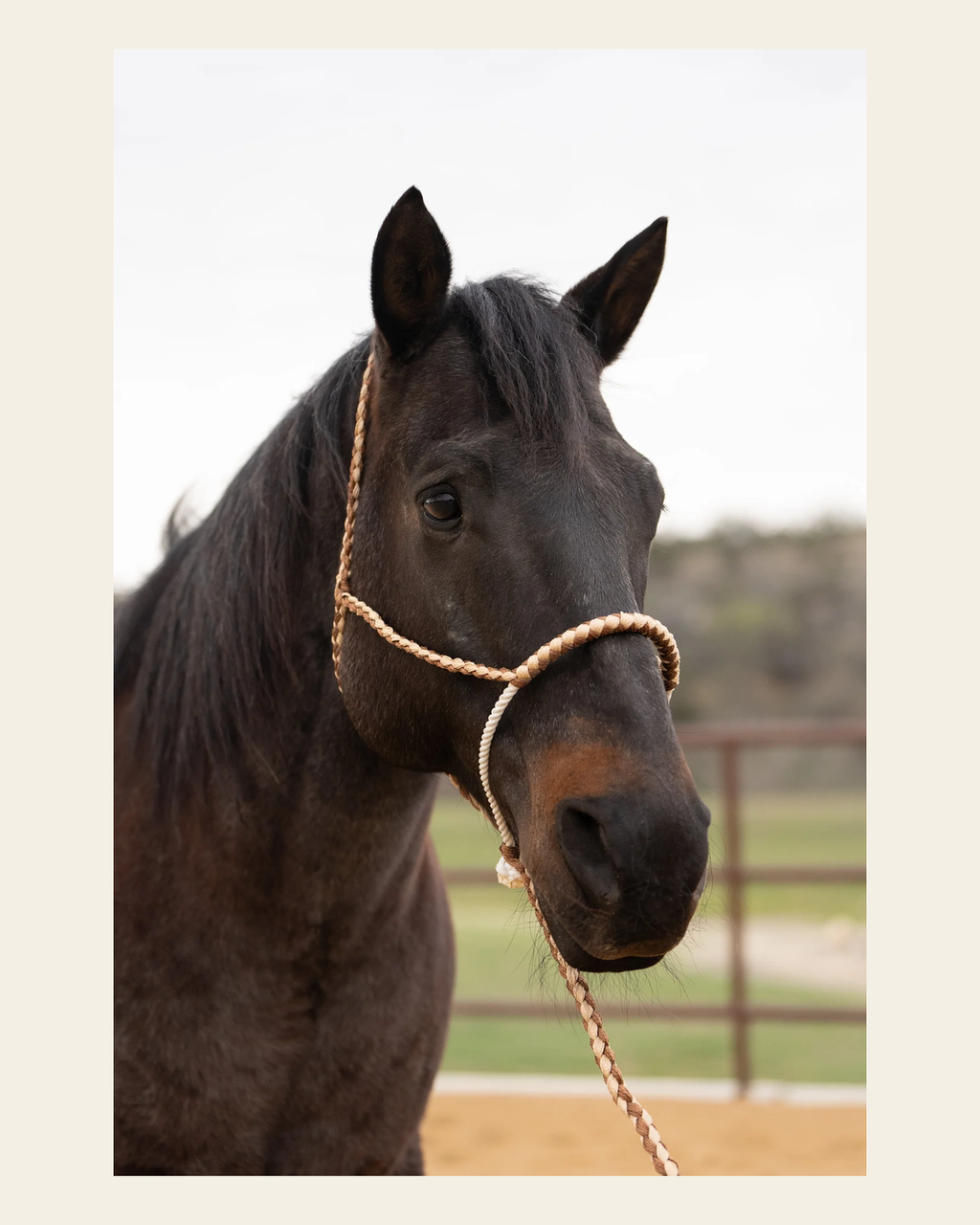 Brown and Tan Lariat Noseband Mule Tape Halter on a warm cream background