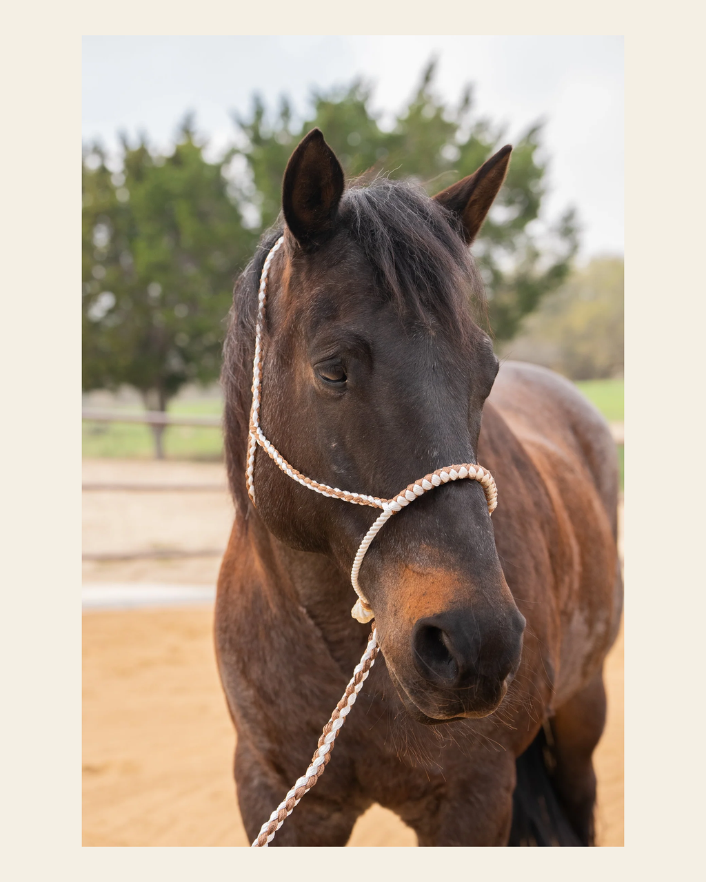 Brown and White Lariat Noseband Mule Tape Halter on a warm cream background