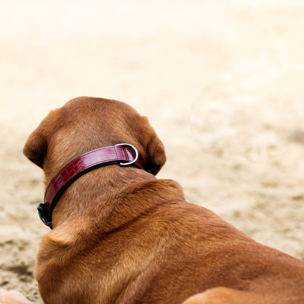 Halter Ego® Breanna Red Croc Leather Dog Collar by Halter Ego®