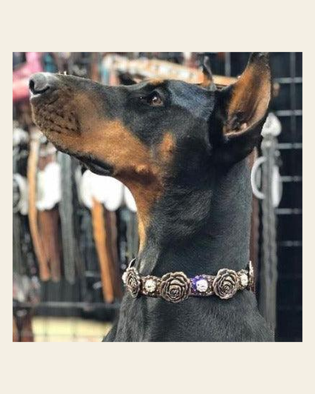 DC30 Genuine Leather Copper Rose Dog Collar With Clear European Crystals on a warm cream background