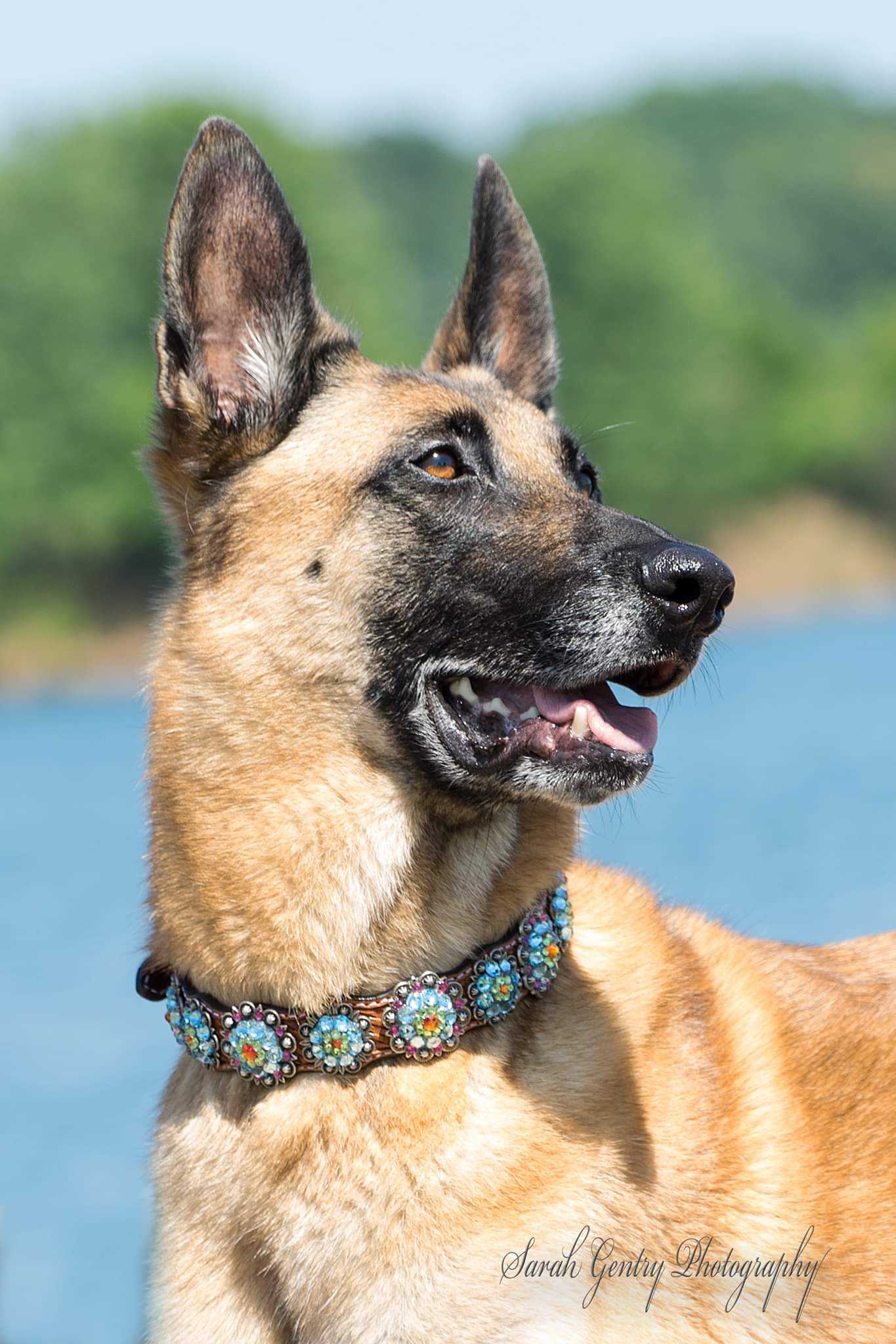Genuine Leather Rainbow Bridge Dog Collar