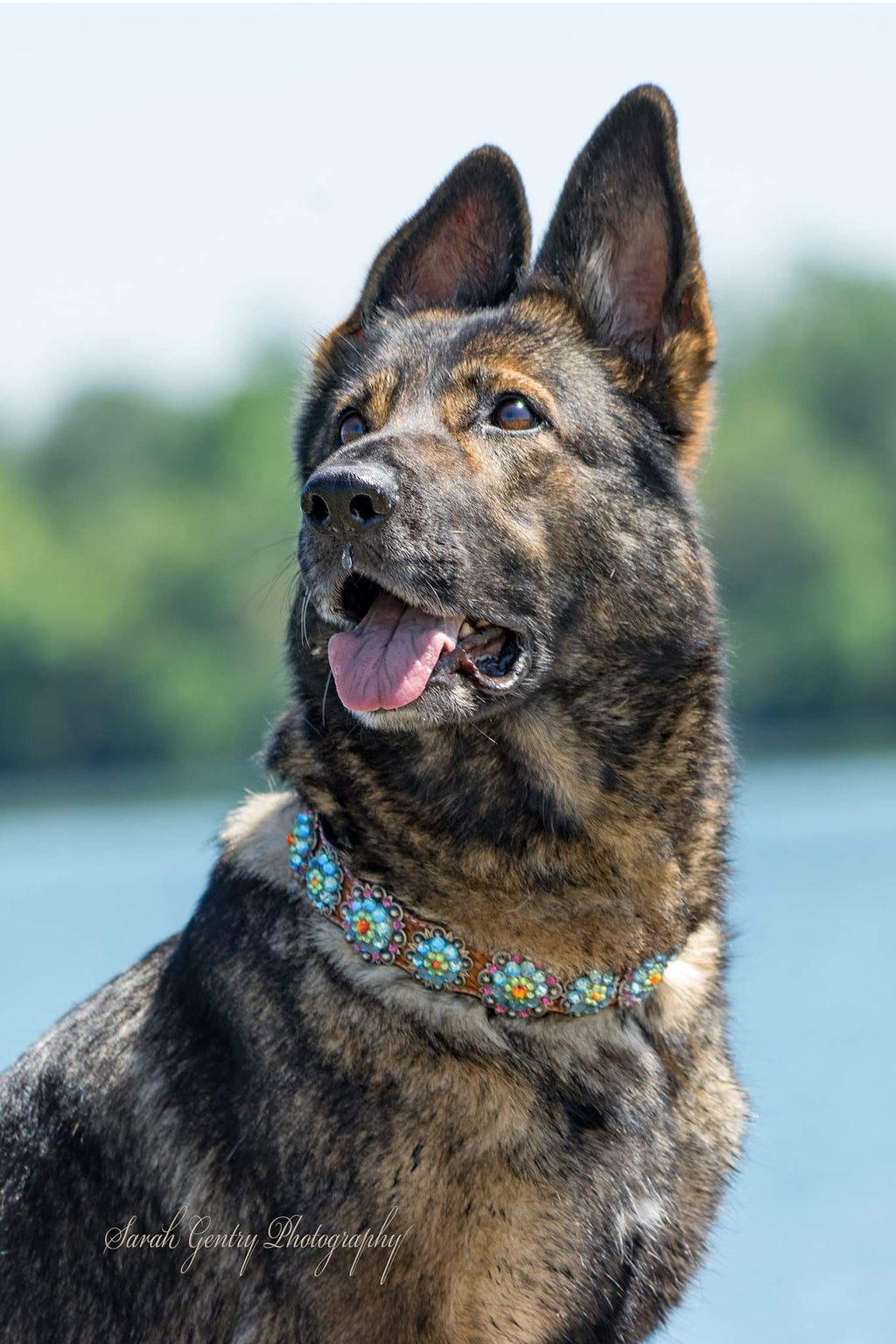 Genuine Leather Rainbow Bridge Dog Collar — view 5