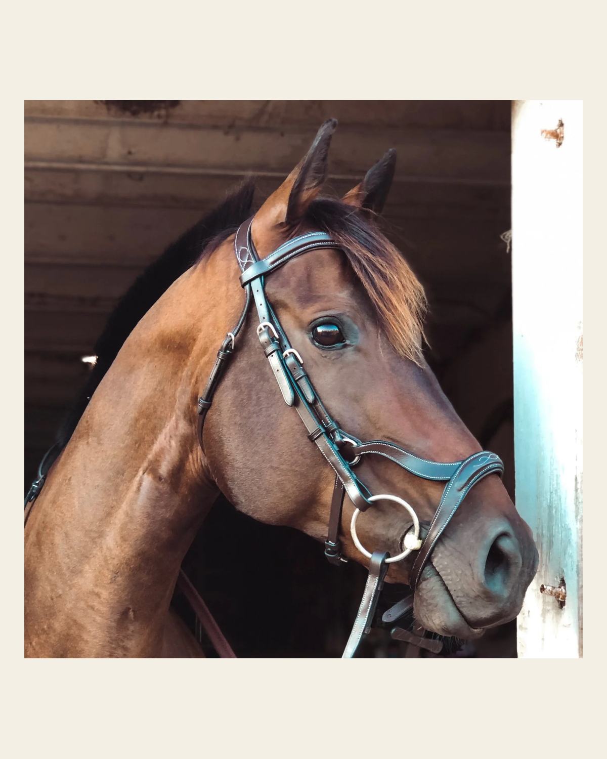 ExionPro Anatomical Drop Noseband Bridle with Reins on a warm cream background