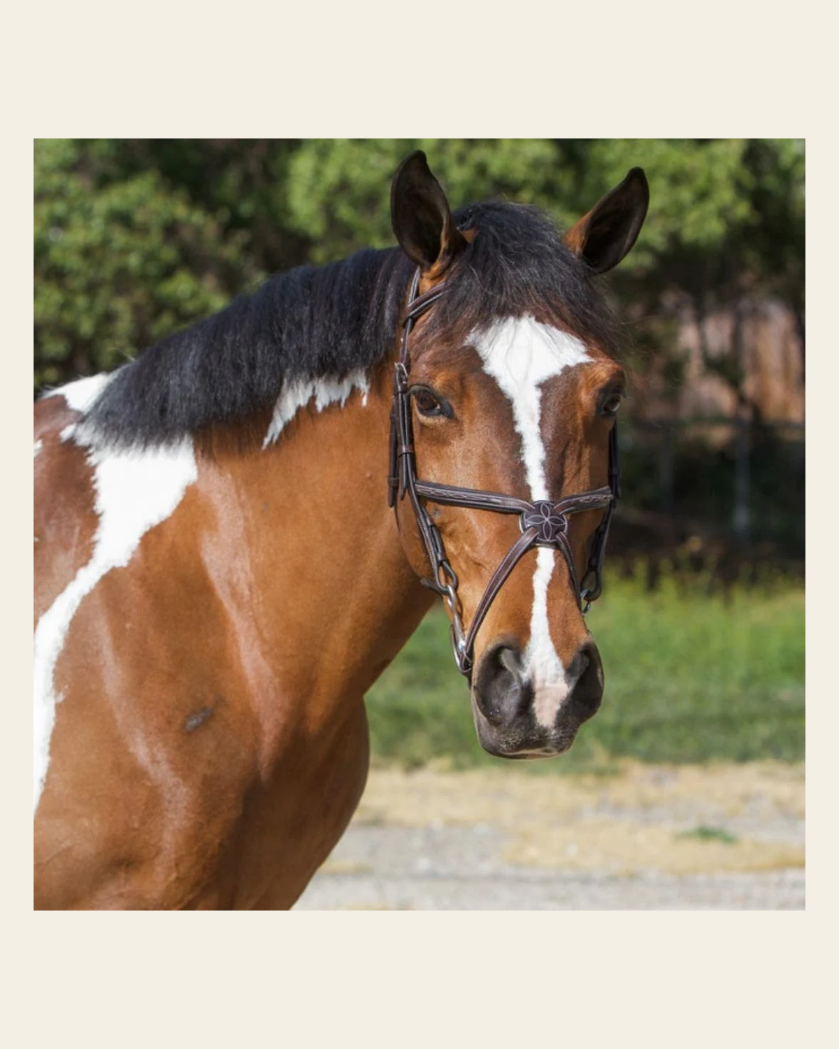 ExionPro Designer Fancy Stitched Figure 8 English Bridle With Rubber Reins on a warm cream background